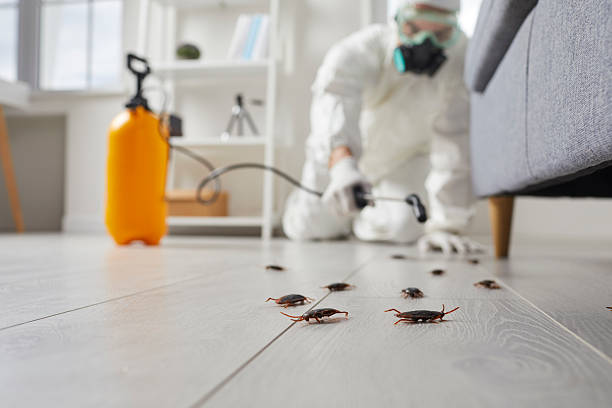 Post-Treatment Bed Bug Interceptor Monitoring in Glencoe